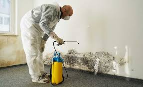 Trusted Weston, FL Mold Removal & Remediation Experts